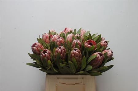 Protea Pink ice / Lancelot 40cm - PROMO