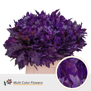 Quercus Eik Grof Frost Lila donker 60cm - D