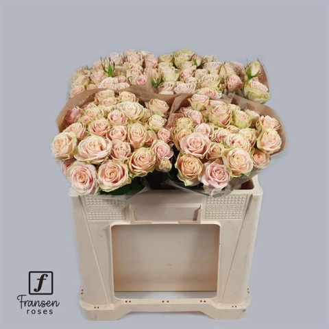 R TR WHITNEY VOF Extra 40cm - D