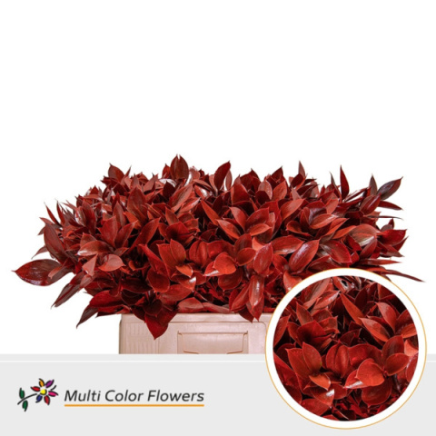 Ruscus Rood H% 60cm - D