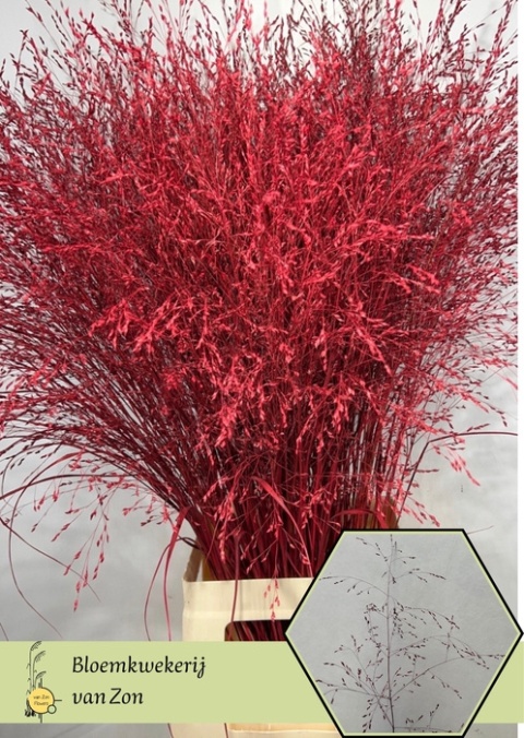SIERGR Rood KLB H% 95cm - D