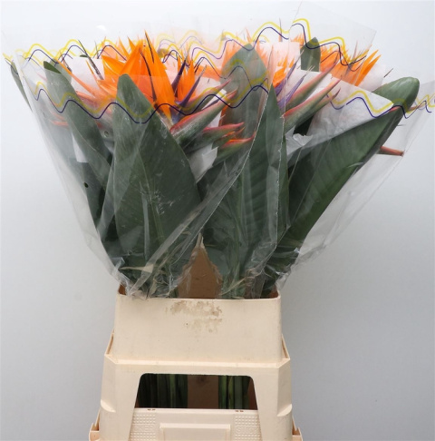 STREL REGINAE BLOEM 120cm - D