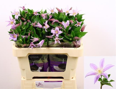 CLEM STAR RIVER 4+ 60cm - D