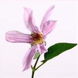 Clem Amazing Miami 60cm - D