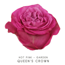 Colombia - R Queens Crown 50cm - Q