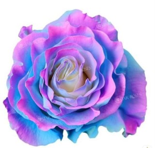 Ecuador - R GR Charming Stars TINTED 60cm