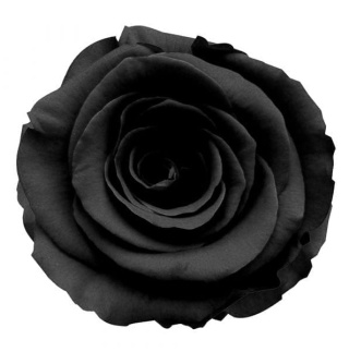 Ecuador - R GR Dozen Black TINTED 60cm