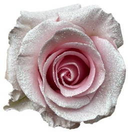 Ecuador - R GR Snowy Pink X-Mas TINTED 60cm