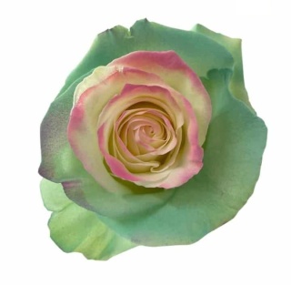 Ecuador - R GR Matka Green /Light Pink TINTED 60cm