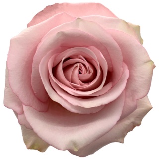 Ecuador - R Secret Garden 50cm