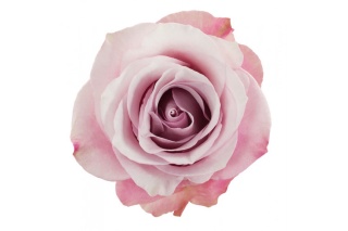 Ecuador - R Secret Garden 50cm