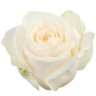 Ecuador - R VENDELA 50cm