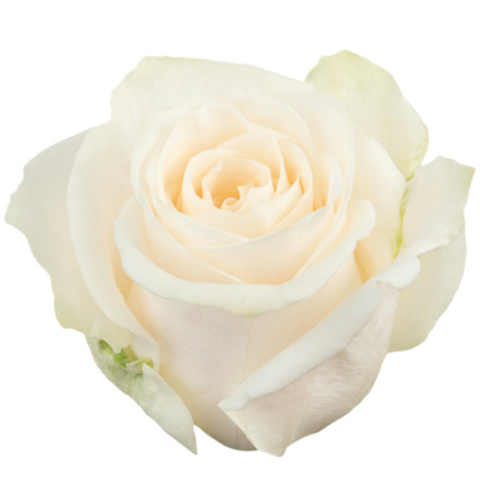 Ecuador - R VENDELA 40cm