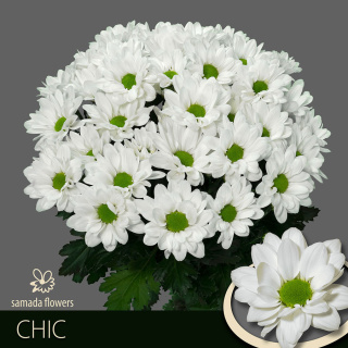 CHR T CHIC 70cm/ 80G - D