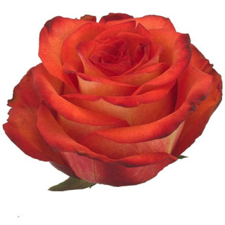 Ecuador - R High Orange 60cm