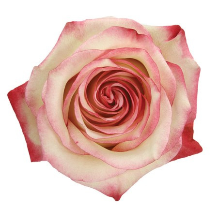 Ecuador - R PALOMA 60cm