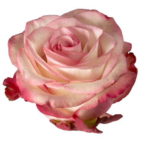 Ecuador - R PALOMA 60cm