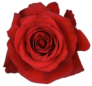 Ecuador - R Sexy Red 60cm