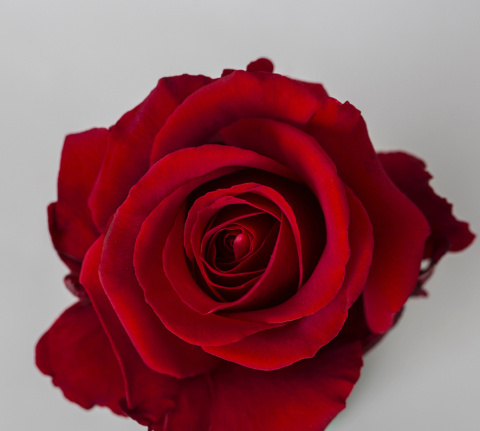 Ecuador - R Sexy Red 60cm