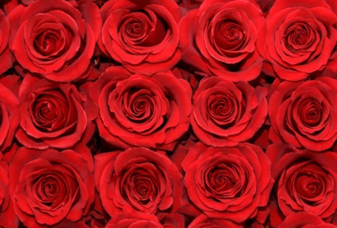 Ecuador - R Sexy Red 60cm