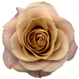 Ecuador - R Symbol 50cm