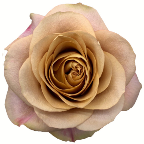 Ecuador - R Symbol 50cm