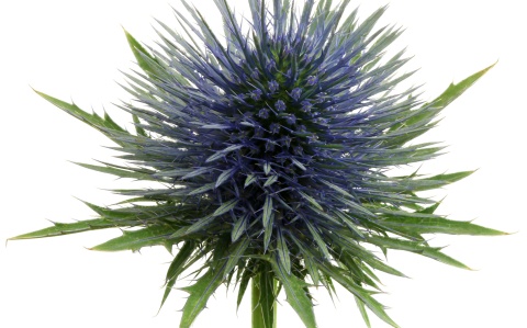 Eryngium Magnetar 50cm - D