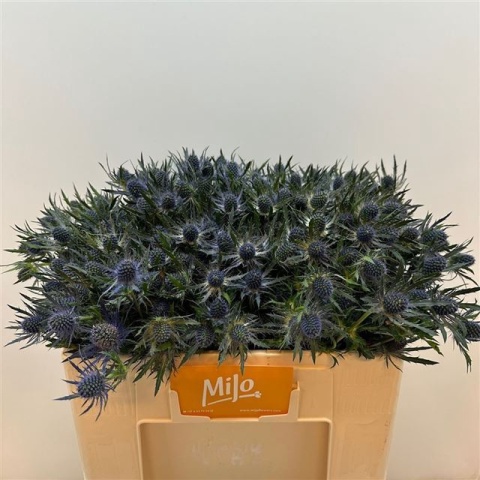 ERYN MAG BLUE LAGOON 40cm - D