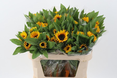 HELI VINCENTS CHOICE 80cm - D