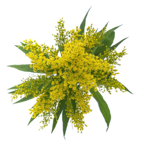 SOLIDAGO TARA 70cm - D