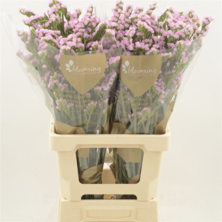 Statice Lucia Pink 80cm - D