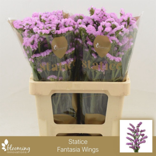 Statice Fantasia Wings 70cm - D