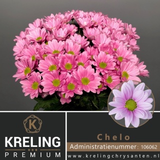 CHR T CHELO 70cm - D