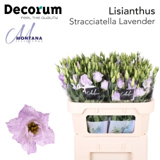 EUS Stracciatella Lavender 70cm - S