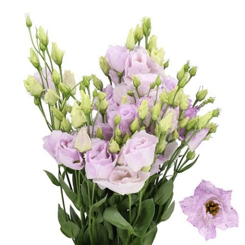 EUS Stracciatella Lavender 70cm - S