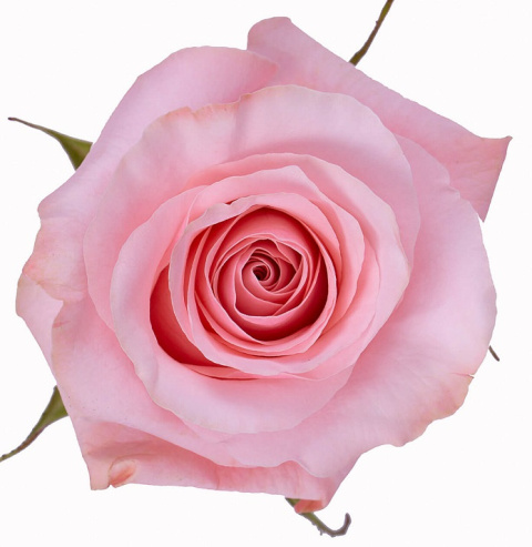 Ecuador - R BE SWEET 60cm