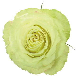 Ecuador - R LEMONADE 50cm