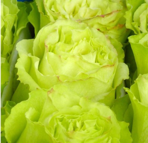 Ecuador - R LEMONADE 60cm