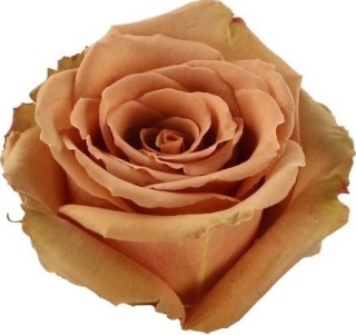 Ecuador - R Toffee 50cm