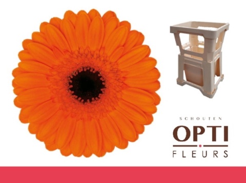 GE MI CARAMBA 50cm - D