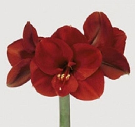 HIPP GA FERRARI 75cm - PROMO