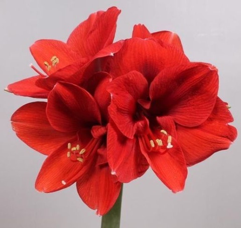 HIPP GA FERRARI 75cm - PROMO