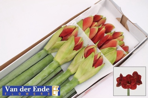 HIPP GA FERRARI 75cm - PROMO