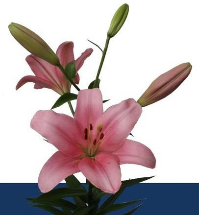 LI LA BRINDISI 3+ 85cm - D