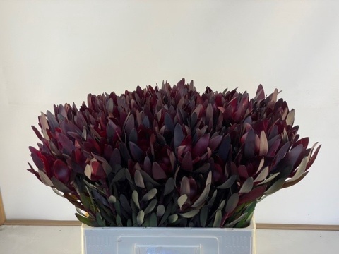 Leucad Safari Sunset 50cm - D