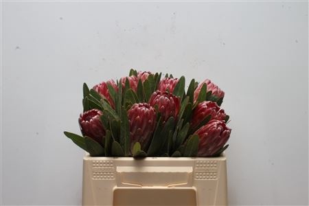 PROTEA LANCELOT 30cm - D