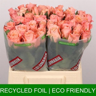 R GR MISS PIGGY+ 40cm - D