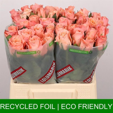 R GR MISS PIGGY+ 40cm - D