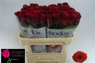 R Gr RHODOS 60cm - 26DM
