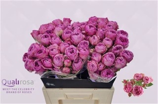 R TR MISTY BUBBLES 35cm - D